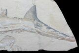 m () Cretaceous Sand Tiger Shark With Pos/Neg - Museum Quality #86767-8